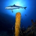sponge_tube_yellow_fsw_jar_v_0089_cub4000.jpg